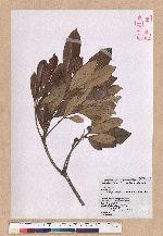 Cyclobalanopsis championii (Benth.) Oerst. ex Schott. 嶺南椆