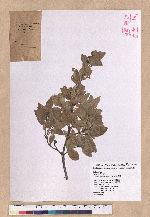 Quercus tarokoensis Hayata 太魯閣櫟