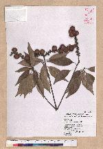 Pasania rhombocarpa Hayata 菱果石櫟