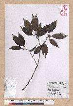 Cyclobalanopsis longinux (Hayata) Schott. 錐果櫟