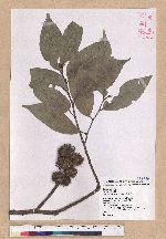 Castanopsis kusanoi Hayata 細刺苦櫧