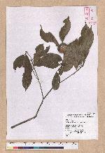 Pasania kodaihoensis (Hayata) Li 后大埔石櫟