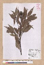 Lithocarpus amygdalifolius (Skan ex Forbes & Hemsl.) Hayata 杏葉石櫟