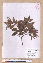 Cinnamomum brevipedunculatum C. E. Chang 小葉樟