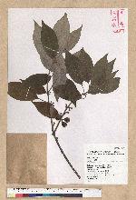 Neolitsea sericea (Blume) Koidz. 白新木薑子