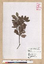 Neolitsea buisanensis Yamamoto & Kamikoti 武威山新木薑子