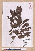 Lindera erythrocarpa Makino 鐵釘樹(紅果釣樟)