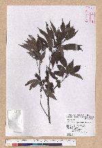 Cyclobalanopsis longinux (Hayata) Schott. 錐果櫟