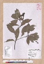 Pasania glabra (Thunb.) Oerst. 子彈石櫟