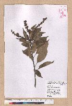 Pasania rhombocarpa Hayata 菱果石櫟