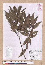 Cinnamomum insulari-montanum Hayata 山肉桂(台灣肉桂)