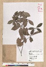 Neolitsea buisanensis Yamamoto & Kamikoti 武威山新木薑子