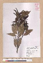 Lithocarpus amygdalifolius (Skan ex Forbes & Hemsl.) Hayata 杏葉石櫟