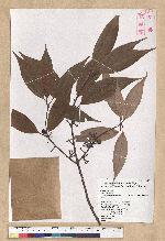 Neolitsea variabillima (Hayata) Kanehira & Sasaki 變葉新木薑子