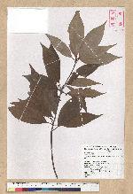 Neolitsea variabillima (Hayata) Kanehira & Sasaki 變葉新木薑子
