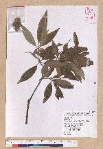 Cyclobalanopsis hypophaea (Hayata) Kudo 灰背櫟