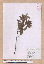 Quercus tarokoensis Hayata 太魯閣櫟