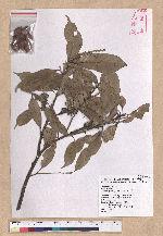 Pasania glabra (Thunb.) Oerst. 子彈石櫟