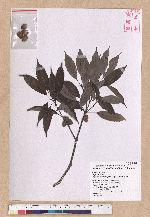 Cyclobalanopsis longinux (Hayata) Schott. 錐果櫟