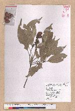 Pasania glabra (Thunb.) Oerst. 子彈石櫟