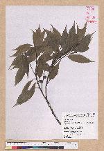 Castanopsis carlesii (Hemsl.) Hayata var. sessilis Nakai 鋸葉長尾栲
