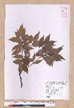 Cinnamomum brevipedunculatum C. E. Chang 小葉樟