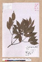 Cinnamomum insulari-montanum Hayata 山肉桂(台灣肉桂)
