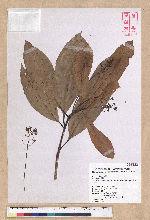 Machilus japonica Siebold et Zucc. var. kusanoi (Hayata) Liao 大葉楠