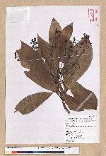 Machilus japonica Siebold et Zucc. var. kusanoi (Hayata) Liao 大葉楠