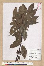 Neolitsea parvigemma (Hayata) Kanehira & Sasaki 小芽新木薑子