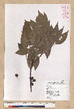 Neolitsea parvigemma (Hayata) Kanehira & Sasaki 小芽新木薑子