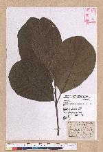 Litsea akoensis Hayata var. chitouchiaoensis Liao 竹頭角木薑子