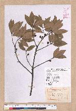 Litsea coreana H. Levl. 鹿皮斑木薑子