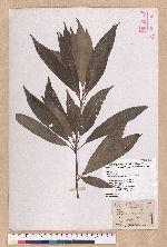 Litsea acuminata (Blume) Kurata 長葉木薑子