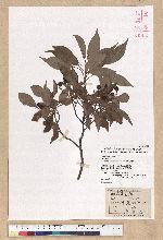 Machilus philippinense Merr. 菲律賓楠