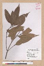 Lithocarpus amygdalifolius (Skan ex Forbes & Hemsl.) Hayata 杏葉石櫟