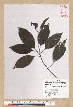 Neolitsea parvigemma (Hayata) Kanehira & Sasaki 小芽新木薑子