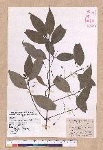 Cinnamomum osmophloeum Kanehira 土肉桂