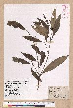 Litsea morrisonensis Hayata 玉山木薑子