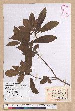 Litsea elongata (Wall. ex Nees) Benth. et Hook. f. var. mushaensis (Hayata) J. C. Liao 霧社木薑子