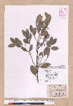 Cinnamomum reticulatum Hayata 土樟
