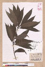 Litsea acuminata (Blume) Kurata 長葉木薑子