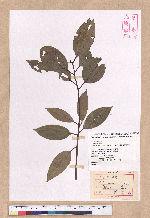 Cinnamomum kotoense Kanehira & Sasaki 蘭嶼肉桂