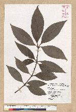 Neolitsea villosa (Blume) Merr. 蘭嶼新木薑子