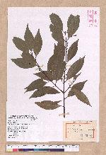 Cinnamomum osmophloeum Kanehira 土肉桂