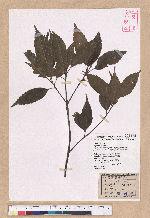 Cyclobalanopsis longinux (Hayata) Schott. var. pseudo-myrsinaefolia (Hayata) Liao 裹紫錐果櫟