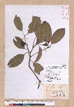 Cinnamomum micranthum (Hayata) Hayata 冇樟