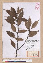 Cyclobalanopsis morii (Hayata) Schott. 森氏櫟(赤椆)