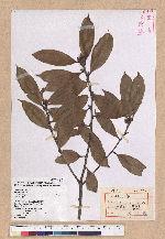 Cyclobalanopsis sessilifolia (Blume) Schottky 毽子櫟
