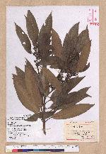 Litsea acuminata (Blume) Kurata 長葉木薑子